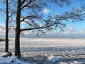 Beautiful trees near Curonian spit in winter, Lithuania Royalty Free Stock Photo