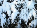 Beautiful snowy fir trees branches, Lithuania Royalty Free Stock Photo