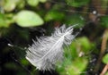 Beautiful white birds feather, Lithuania Royalty Free Stock Photo