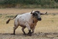 nice spanish bull running in the field