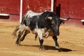 nice spanish bull running in the field
