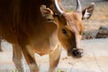 Nice specimen of banteng