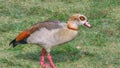 Nice specimen of Egyptian goose