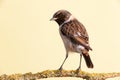 Nice specimen of female Stonechat