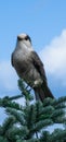 Nice specimen of a gray jay