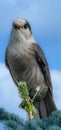 Nice specimen of a gray jay