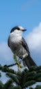 Nice specimen of a gray jay