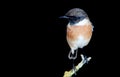 Nice specimen of male Stonechat