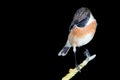 Nice specimen of male Stonechat