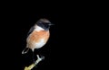 Nice specimen of male Stonechat