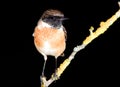 Nice specimen of male Stonechat