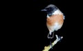 Nice specimen of male Stonechat