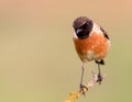 Nice specimen of male Stonechat