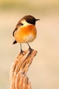 Nice specimen of male Stonechat