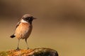 Nice specimen of male Stonechat perched