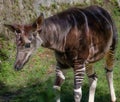Nice specimen of okapi