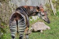 Nice specimen of okapi