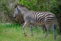 Nice specimen of zebra