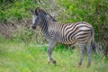 Nice specimen of zebra