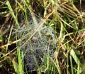 Beautiful spider net with morning dew, Lithuania Royalty Free Stock Photo