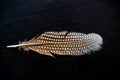 A nice spotted feather of a guinea fowl - a background picture for desktops and screens