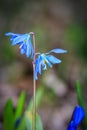 Nice spring blue wild flowers Royalty Free Stock Photo