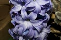 Nice spring flowers close close up Royalty Free Stock Photo