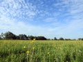 Beautiful spring field, trees and cloudy sky, Lithuania Royalty Free Stock Photo