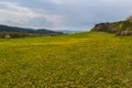Nice spring meadow with yellow blossom dandelion, forest and sky. Czech landscape