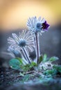 Nice spring pasque flowers