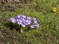A nice spring picture of the crocus