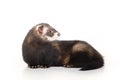 Nice standard color ferret male on white background Royalty Free Stock Photo