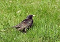 Beautiful starling bird on grass, Lithuania Royalty Free Stock Photo