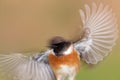Nice stonechat male with wings in motion