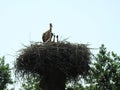 Stork bird with kids in nest, Lithuania