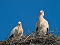 Stork couple in a nest in front of blue sky