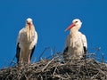 Stork couple in a nest in front of blue sky