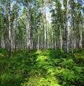 Nice summer birch forest landscape Royalty Free Stock Photo