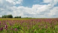 Nice summer flower field with trees and cloudy sky. Czech landscape