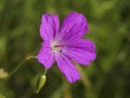 Nice summer purple flower - meadow crane`s-bill or meadow geranium Geranium pratense Royalty Free Stock Photo