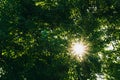 Nice sun beams through green tree leaves Royalty Free Stock Photo