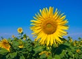 Nice sunflower Royalty Free Stock Photo