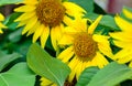 Nice sunflower blooming