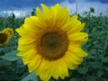 nice sunflower