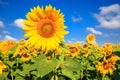 Nice sunflower meadow