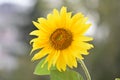 Nice sunflower in natural environment