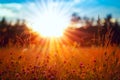 Nice sunlight. Sunset and meadow close-up, plants in the yellow rays of the sun Royalty Free Stock Photo