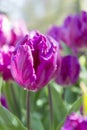 Purple tulip close up portrait Royalty Free Stock Photo