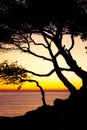 Nice sunrise picture with pine tree from Spanish Costa Brava