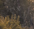 Nice sunset with poplar fluff flying across the meadow Royalty Free Stock Photo